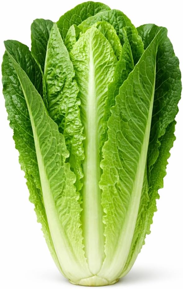 Romaine Lettuce Seeds