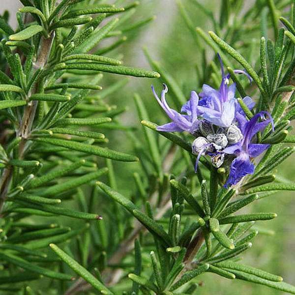 Aromatic Ornamental Herbs