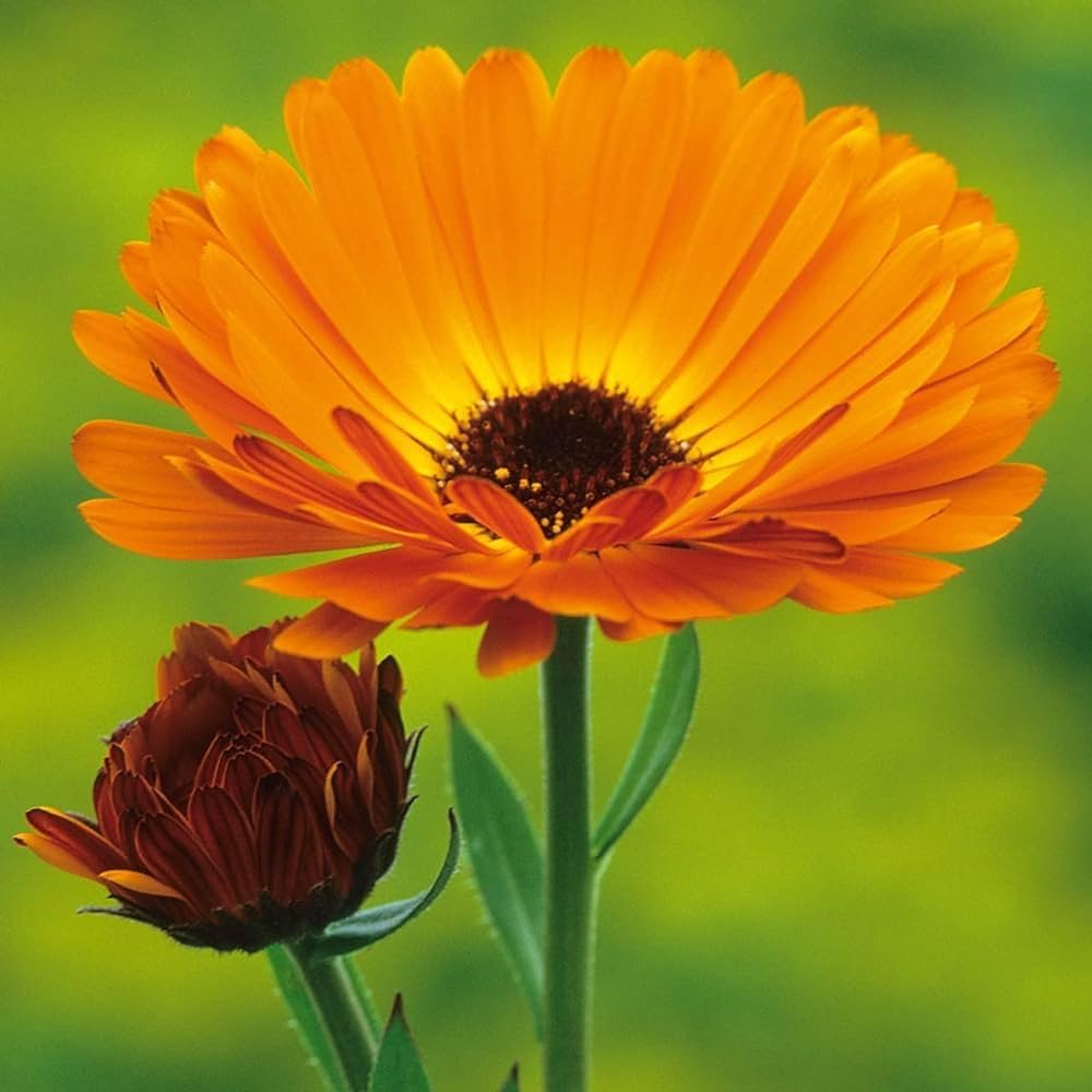 Calendula Flower Seeds, Calendula Seeds