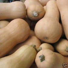 Butternut Squash Seeds