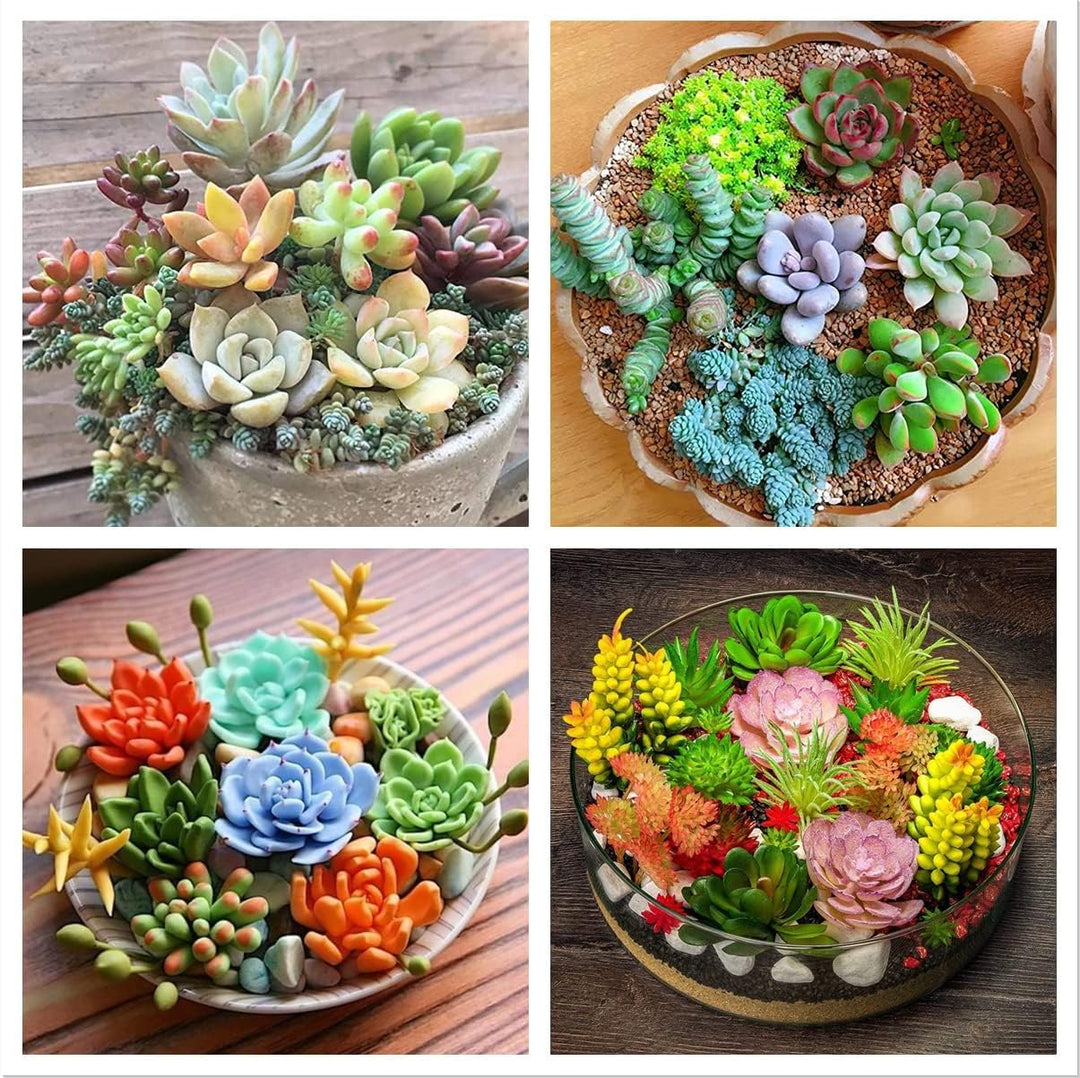 Cactus & Succulent Seeds