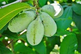Pawpaw fruit seeds
