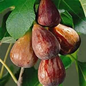 Turkish Fruit Seeds