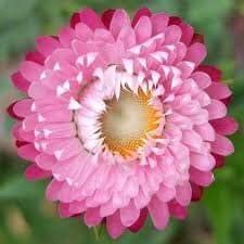 Helichrysum Flower Seeds