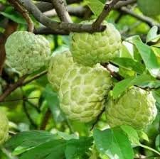 Squamosa Fruit Seeds