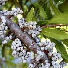 Wax Myrtle Seeds