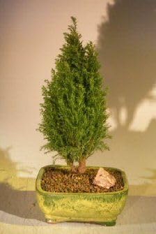 Cupressus Plant Seeds