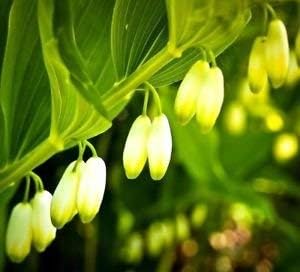 Polygonatum Plant Seeds
