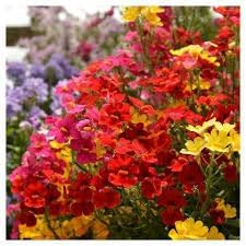 Nemesia flower Seeds