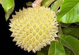 Purpurea Fruit Seeds