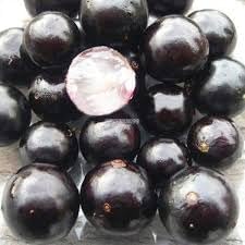 Kumquats fruit seeds