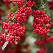 Firethorn Fruit Seeds