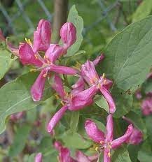 Lonicera flower seeds