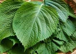 Perilla Shiso Seeds