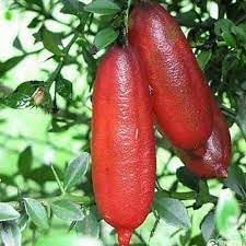 Ice Finger Lime Fruit Seeds