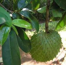 Annona muricata seeds