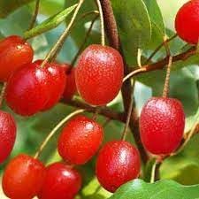GOUMI Berry Fruit Seeds