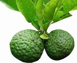 Thai Kaffir Lime Seeds