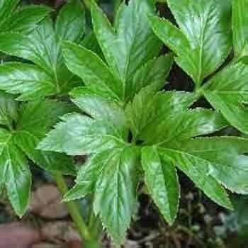 ashitaba seeds