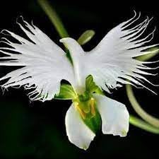 Orchid flower Seeds