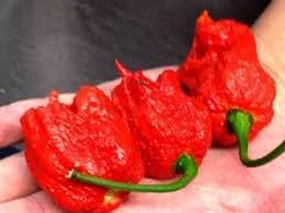 Hot Pepper Seeds