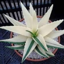 White Aloe Vera Plant Seeds