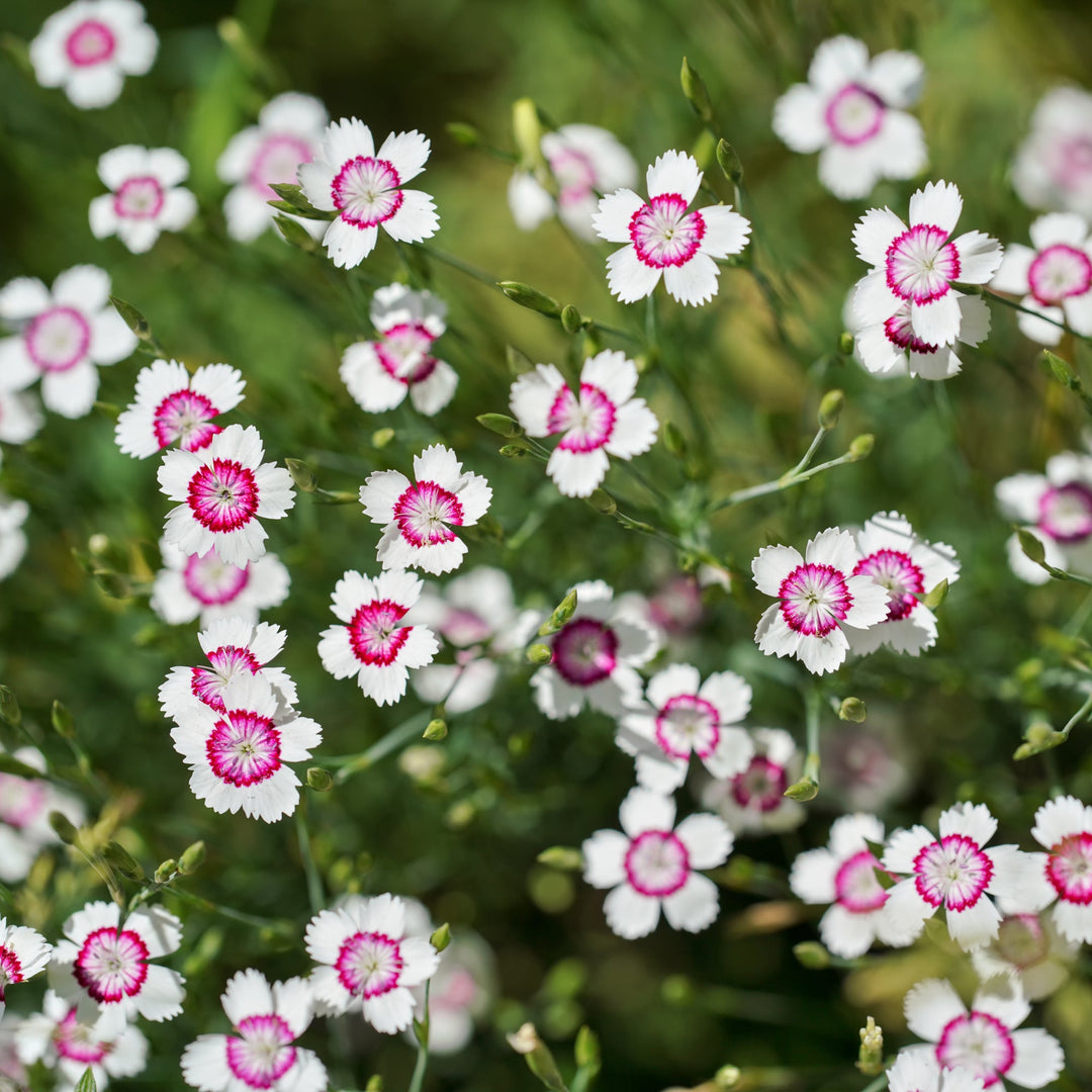 Ground cover plants seeds, flower seeds, plant seeds