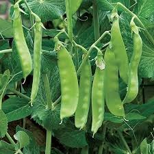 PEA SEEDS
