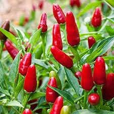 Jamaican Sorrel Seeds
