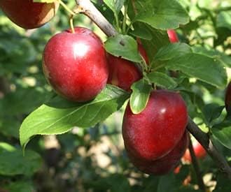 Plum Seeds