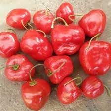 rocoto Seeds 