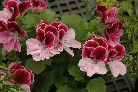 Perennial flower seeds
