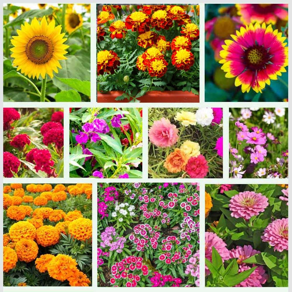 Annual Seeds