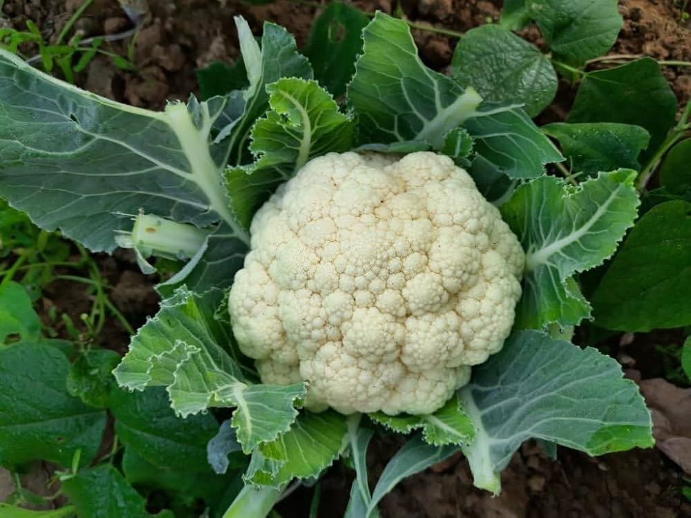 Cauliflower Seeds