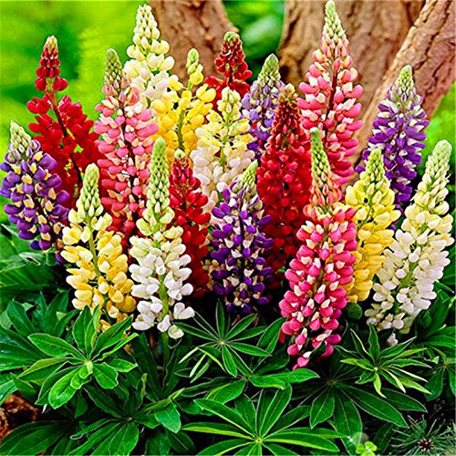 Perennial Ornamental Seeds, flower seeds, wildflower seeds