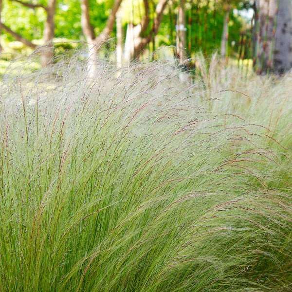 Mexican Feather Grass Seeds