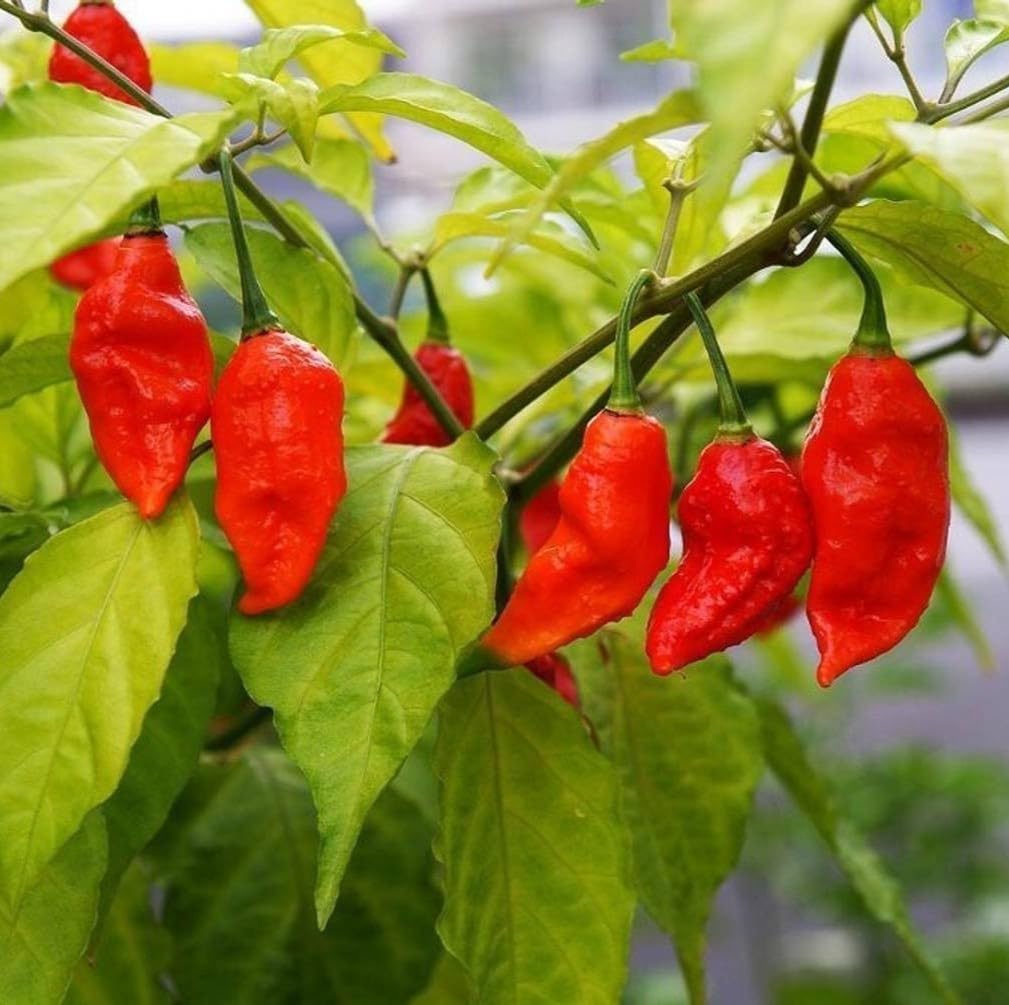 Ghost Peppers Seeds