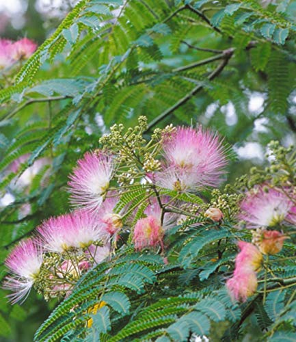 Ornamental Tree Seeds