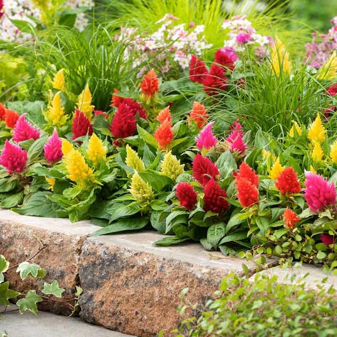 Exotic Botanical Seeds