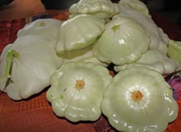 Scallop Fruit Seeds