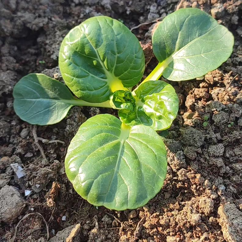 Bok Choy Seeds