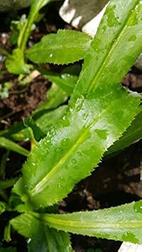 Vietnamese Culantro Plant Seeds