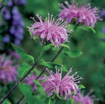 Lavender Bergamot Plant Seeds