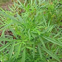 Huacatay Plant Seeds