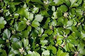Pachysandra Flower Seeds