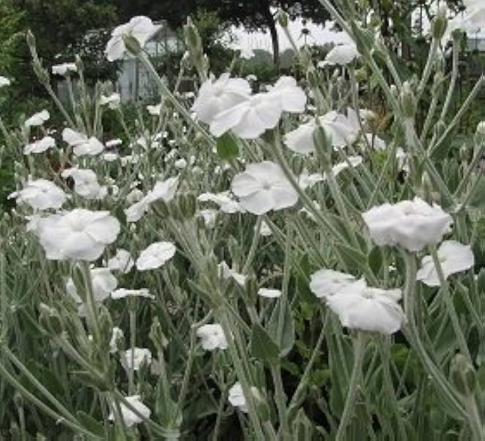 Lychnis flower seeds