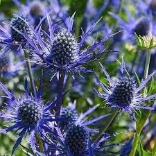 Eryngo Plant Seeds