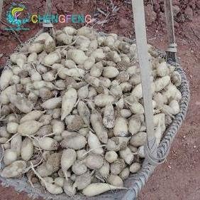 Brown Turmeric Plant Seeds