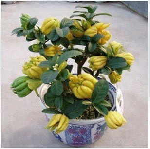 Jinhua Bergamot Plant Seeds