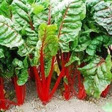 rhubarb Seeds